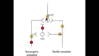 Gate control theory of Pain of Melzack amp Wall [upl. by Ergener]