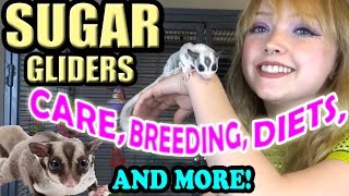 SUGAR GLIDER CARE [upl. by Lenuahs]