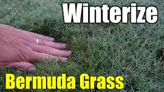 Winterize Bermuda Grass [upl. by Ob623]