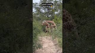 giraffe 1 vs giraffe 2 fight shorts giraffe animals [upl. by Oren730]