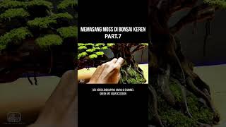 Tutorial on Making an Aquascape Bonsai aquascape [upl. by Aeiram]