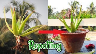 How to Repot And Care Aloe Vera plant  Aloe Vera  Repotting [upl. by Lacee427]