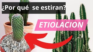 ¿Por qué se estiran los cactus y suculentas  ETIOLACIÓN [upl. by Brout]