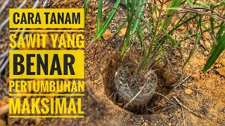 Cara menanam sawit yang tepat dan benar agar pertumbuhan dan buah sawit maksimal [upl. by Erline]