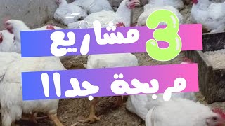 اكثر تلات مشاريع مربحة على الاطلاق 💯  تربية الفراخ بكل بساطة ☑️ [upl. by Nirtiak]