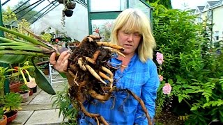 Repotting A Very Pot Bound Bird Of Paradise strelitzia [upl. by Salakcin]