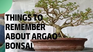 Things to remember about argao taiwan bonsai [upl. by Cinomod761]