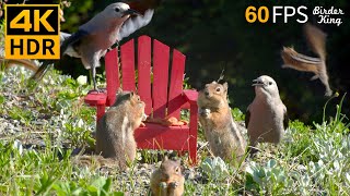 Cat TV for Cats to Watch 😺 Squirrels and Birds Enjoy the Adirondack Chair 🐦🐿 8 Hours 4K HDR 60FPS [upl. by Ayr]