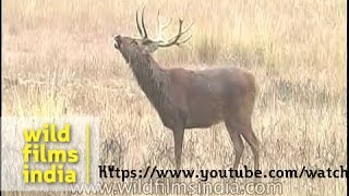 Male Barasingha calls out to receptive females in heat [upl. by Stiles670]