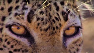 NailBiting Leopard Moments  Top 5  BBC Earth [upl. by Ronoc]