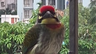 Coppersmith barbet  আমাদের মাছরাঙা [upl. by Kendrick777]