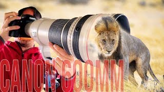 Canon 600mm f4 IS BEST Lens for WILDLIFE Photography [upl. by Eelta483]