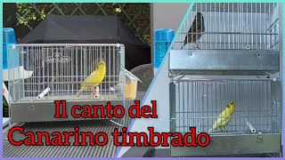 Il canto del canarino timbrado [upl. by Fidellia834]