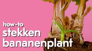 Hoe kan je de bananenplant stekken [upl. by Dnartreb305]