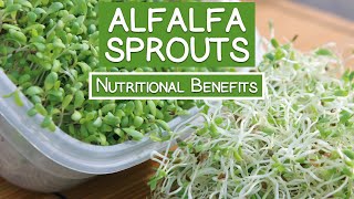 Alfalfa Sprouts Best Quality to Consume for Highest Health Benefits [upl. by Mattheus]