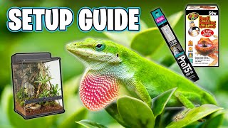 Green Anole Tank Setup [upl. by Mackenzie734]