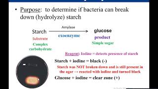 Lab 513 Starch Hydrolysis [upl. by Tibbitts]