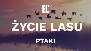 Życie lasu – ptaki film przyrodniczy [upl. by Yale]