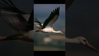 Cool white stork Ukraine national bird [upl. by Eilyac395]