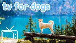 Dog TV TV Entertainment for Dogs with Separation Anxiety NEW YORK [upl. by Elyac61]