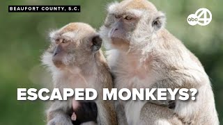 43 monkeys escaped from the Alpha Genesis Primate Research Center [upl. by O'Reilly]