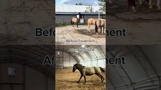 Flint Before and After Treatment for Anaplasmosis and Lyme Disease horse anaplasmosis lyme [upl. by Idonah768]