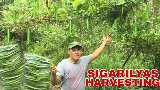 SIGARILYAS HARVESTING amp FARM TOUR  Biyaherong Batangueno [upl. by Eimar112]