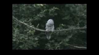 Kozača Ural owl [upl. by Nosral]