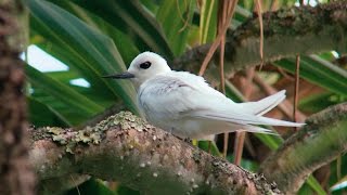 Pitcairn Islands – Henderson Islands wildlife [upl. by Aynas]