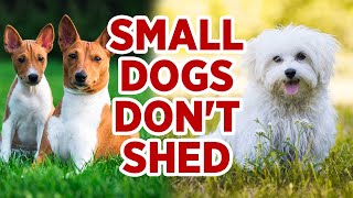 These Are 10 Small Dog Breeds That Dont Shed  🐩 Top NonShedding Dogs [upl. by Nerland]