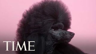 Westminsters Best In Show Meet Siba The Standard Poodle  TIME [upl. by Atkins]