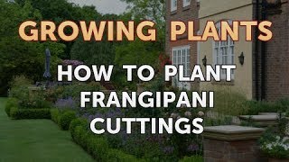 How to Plant Frangipani Cuttings [upl. by Charissa]