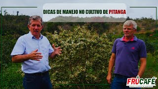 Dicas de Manejo no Cultivo de PITANGA [upl. by Swainson]