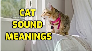 Why Do Cats Chatter And Chirp [upl. by Hafirahs]