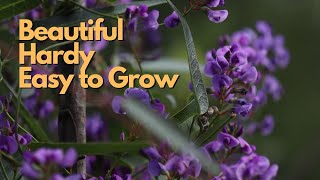 Hardenbergia violacea Purple Coral Pea  Australian Native Plant Profile  Grow Guide [upl. by Holtz]