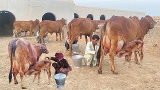 Choudhary Sahiwal Cattle and Dairy Farm 32600 Kg Milk Record [upl. by Gillian184]