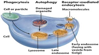 Lysosomes [upl. by Yuria172]