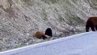 Black Bears Feeding On Fawn in Yellowstone National Park [upl. by Larimor187]