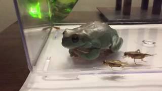 Dinner Time for Whites Tree Frogs [upl. by Leona]