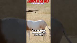 scimitarhorned oryx extinct in the wild [upl. by Grounds]