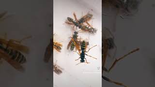 ЯКІ ГНІЗДА РОБЛЯТЬ ОСИ ПОЛІСТИ І ПАРАВЕСПУЛА WASPS Vespidae Polistes Paravespula Ентомологія Київ [upl. by Kcinimod]