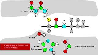 Serine Protease Mechanism [upl. by Aneala]