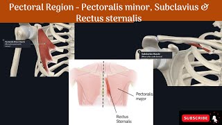 Pectoral Region  Pectoralis minor Subclavius amp Rectus sternalis Anatomy mbbs education [upl. by Hoj454]