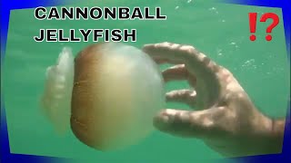 CANNONBALL JELLYFISH FACTS [upl. by Essinger910]