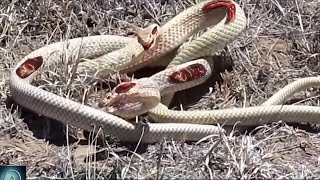 Watch these Snakes Fight to Death  Snake vs Snake [upl. by Euqirne789]