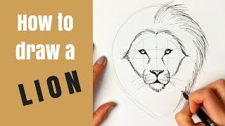 Beginners  How to Draw a Lion [upl. by Rausch]