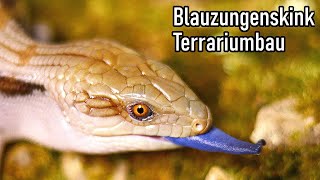 Blauzungenskink Terrariumbau  akinapets [upl. by Gorlin]