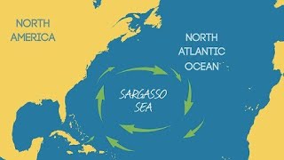 The Sargasso SeaFacts about the sargasso seaSargassum seaweedNorth Atlantic GyreBermudavolta do [upl. by Ttelrats]