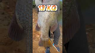 big BARRAMUNDI fish strike video Full video 👆🏻 [upl. by Josefa]