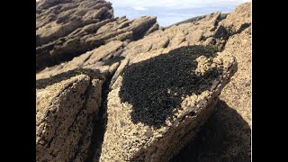 Lichen zonation on the rocky shore by Nathan Chrismas [upl. by Legnaleugim]